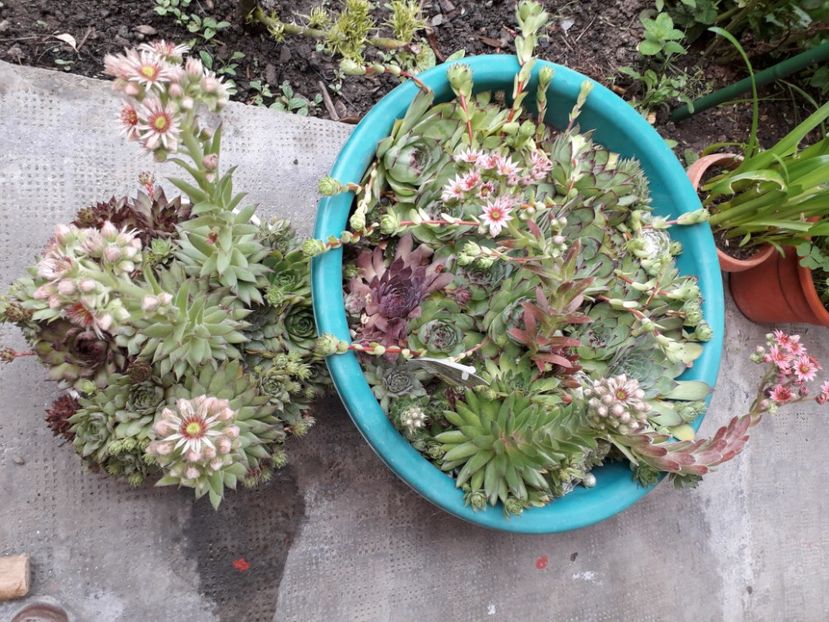  - Genul Sempervivum