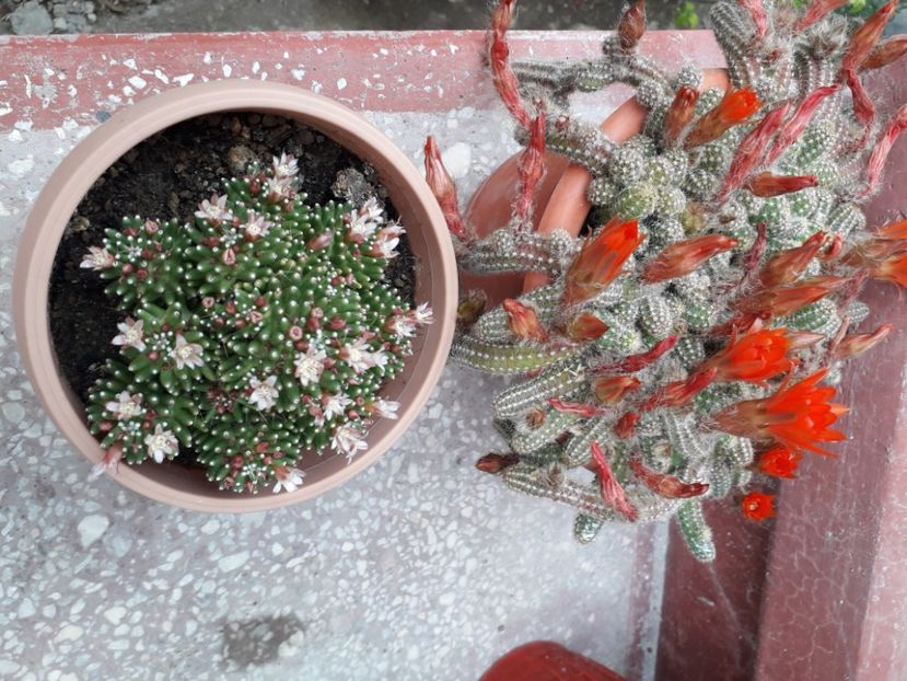  - CACTUSI si SUCULENTE