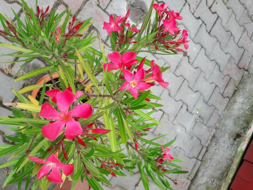  - papa gambeta nr 17