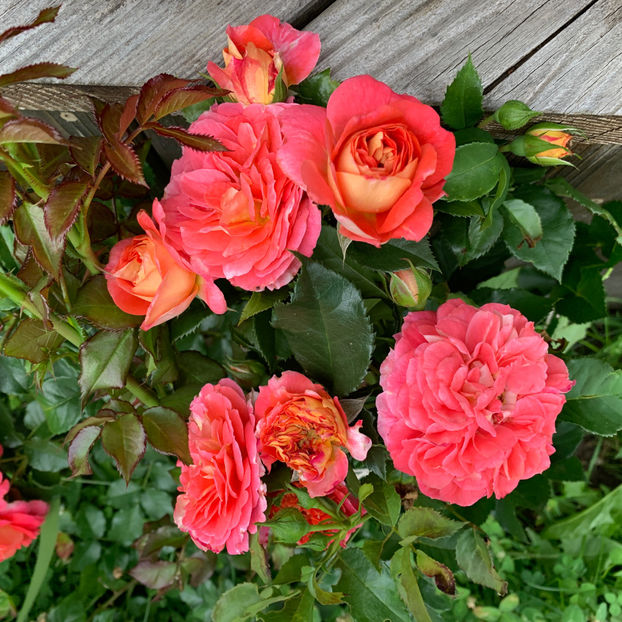  - Jurnalul gradinii 2020