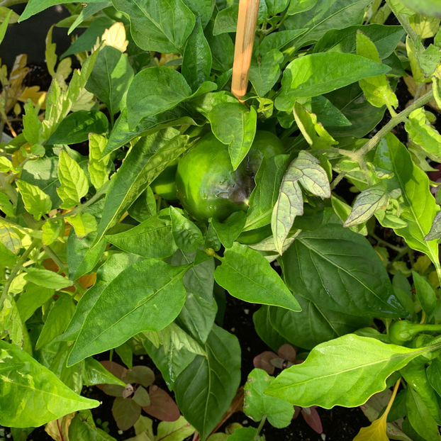  - Jurnalul gradinii 2020