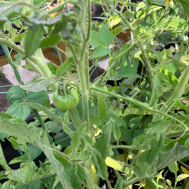  - Jurnalul gradinii 2020