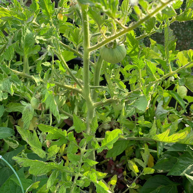  - Jurnalul gradinii 2020