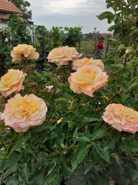  - Henri Delbard-2019-2020