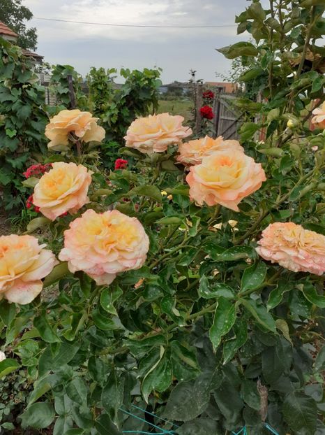  - Henri Delbard-2019-2020