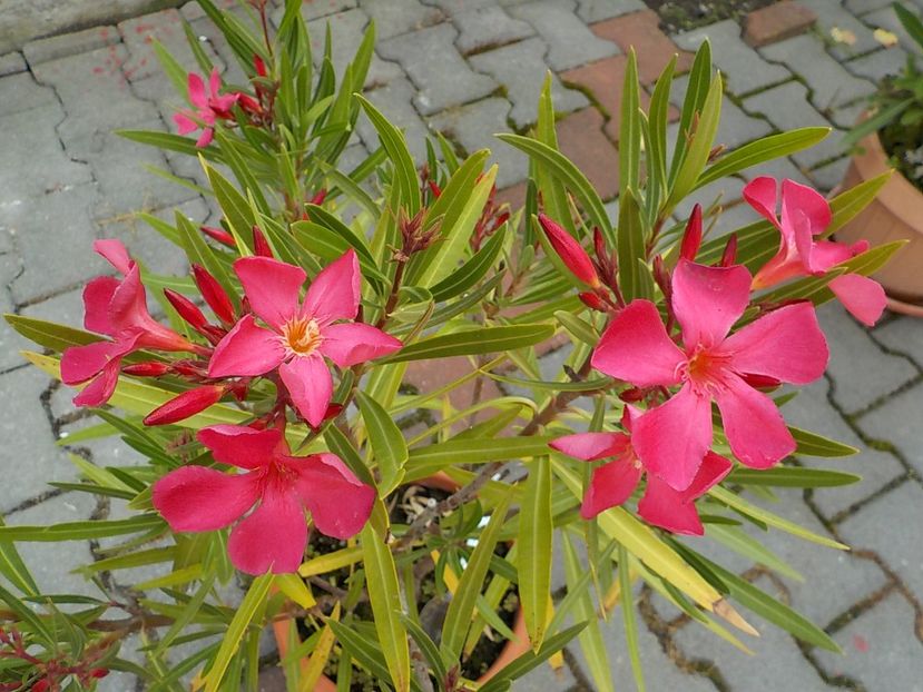  - papa gambeta nr 17