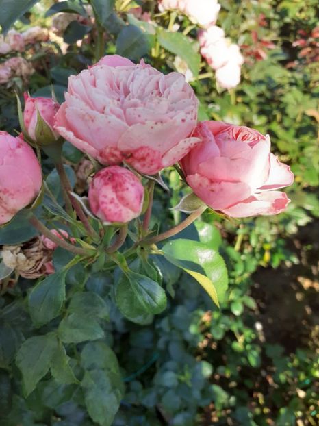  - Playful rokoko Tantau-2020