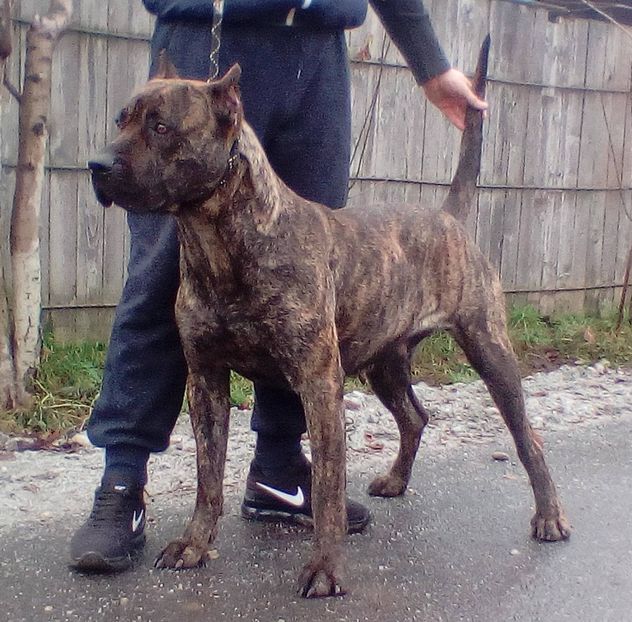 26840610_1209696729164700_3907211232725487810_o - Vand pui Dogo Presa Canario Giurgiu pedigree Canisa 2020