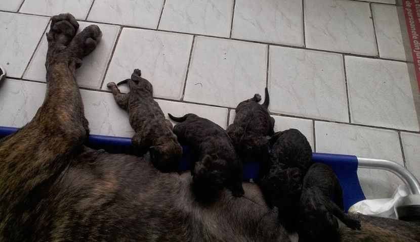  - Vand pui Dogo Presa Canario Giurgiu pedigree Canisa 2020