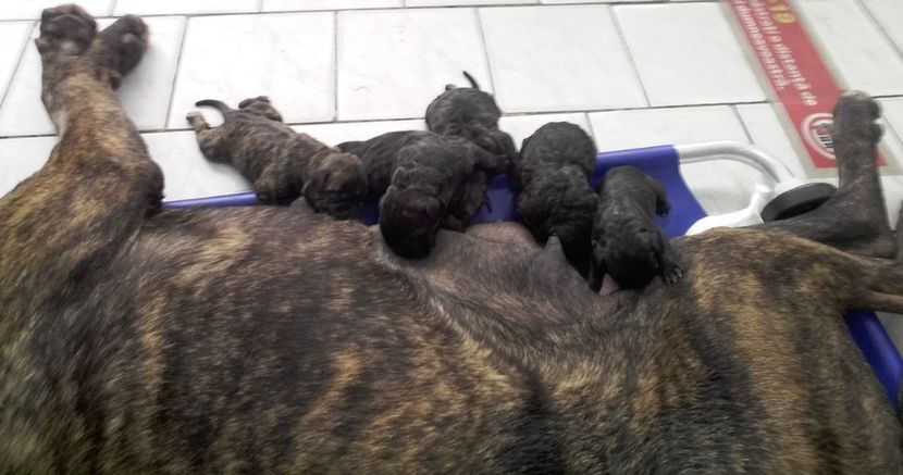  - Vand pui Dogo Presa Canario Giurgiu pedigree Canisa 2020