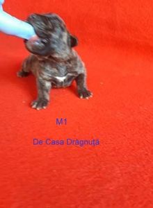  - Vand pui Dogo Presa Canario Giurgiu pedigree Canisa 2020