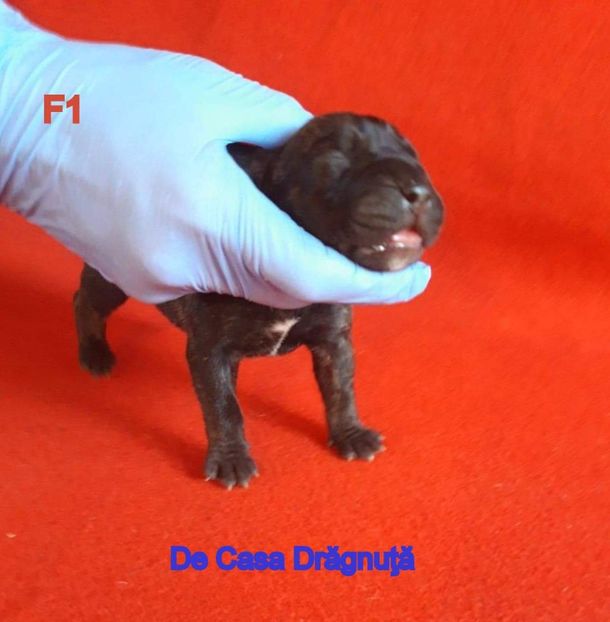  - Vand pui Dogo Presa Canario Giurgiu pedigree Canisa 2020