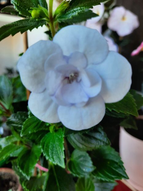  - Double Picotte Rose