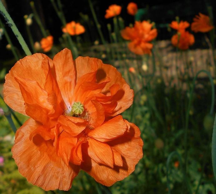  - SEMINTE MAC SPANIOL- FLORE PLENO - papaver rupifragum