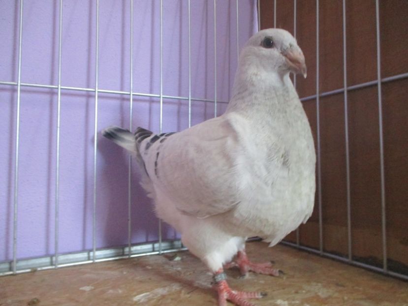 03029-20 - Tineret 2020