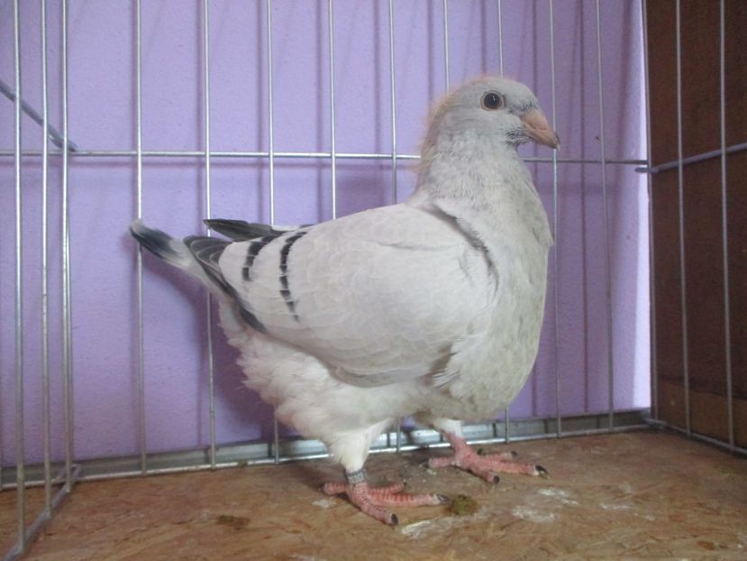 03032-20 - Tineret 2020