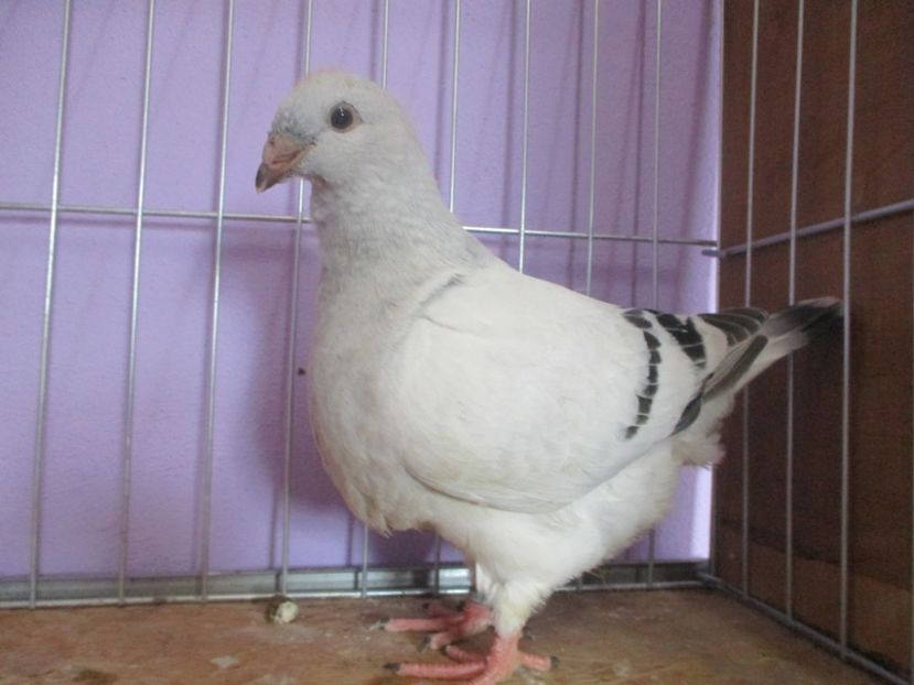 03033-20 - Tineret 2020