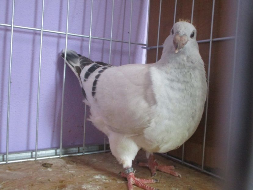 03034-20 - Tineret 2020