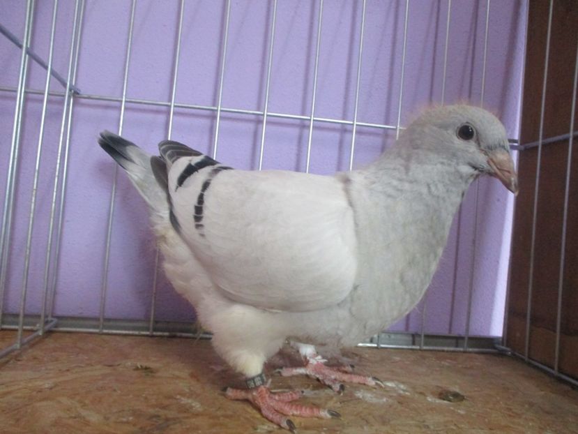 03035-20 - Tineret 2020