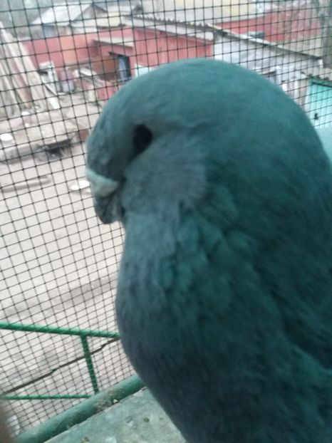 IMG-20200325-WA0000 - Porumbei 2019