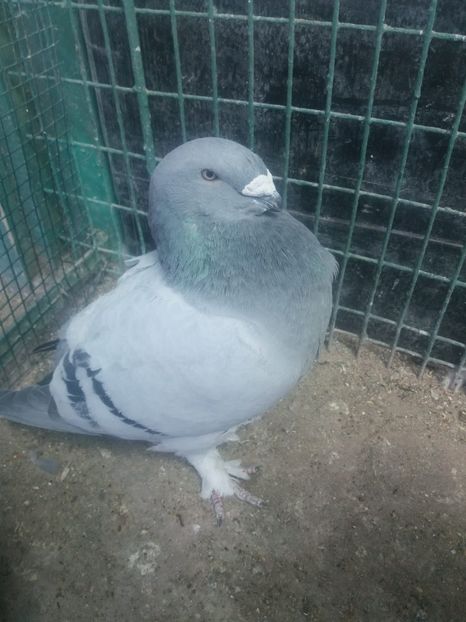 1 an - Porumbei 2019