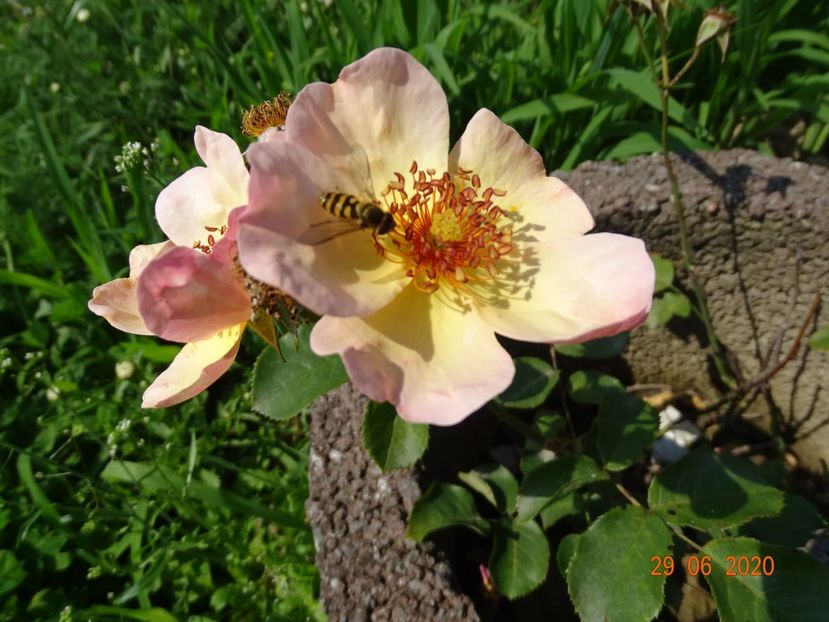 Peach Nature - Trandafiri 2
