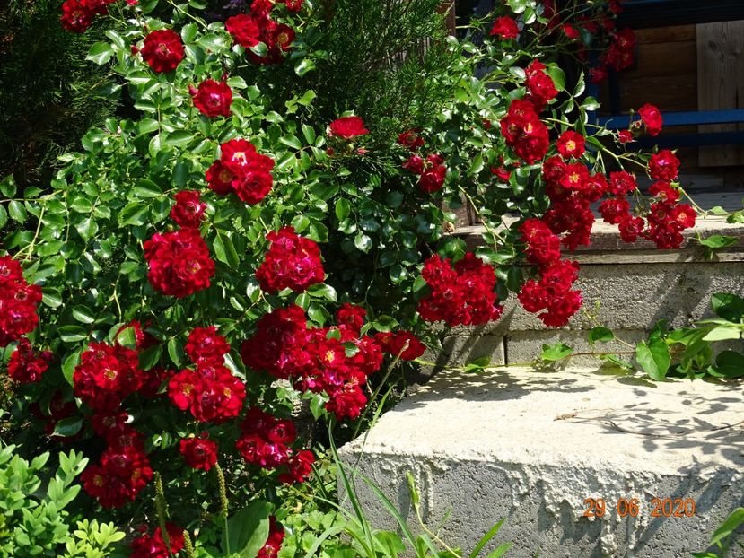 Rambling Rosie - Trandafiri 2