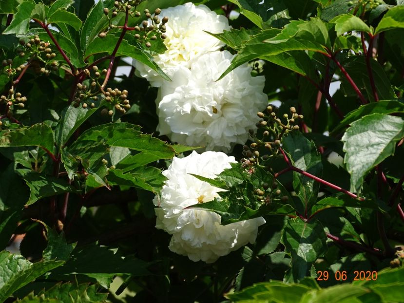 Mme. Plantier - Trandafiri 2
