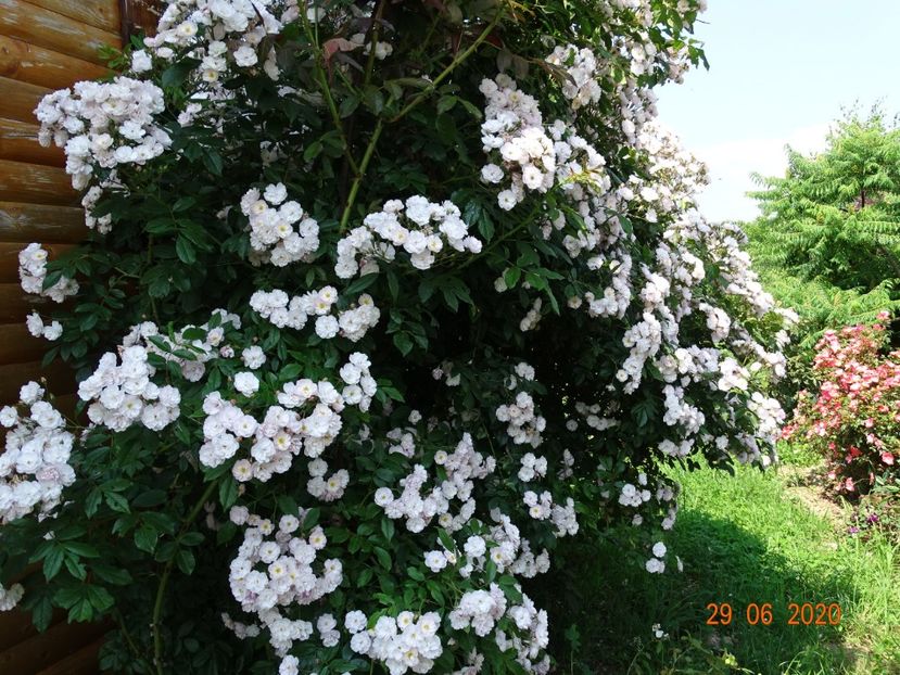 Dentelle de Malines - Trandafiri 2