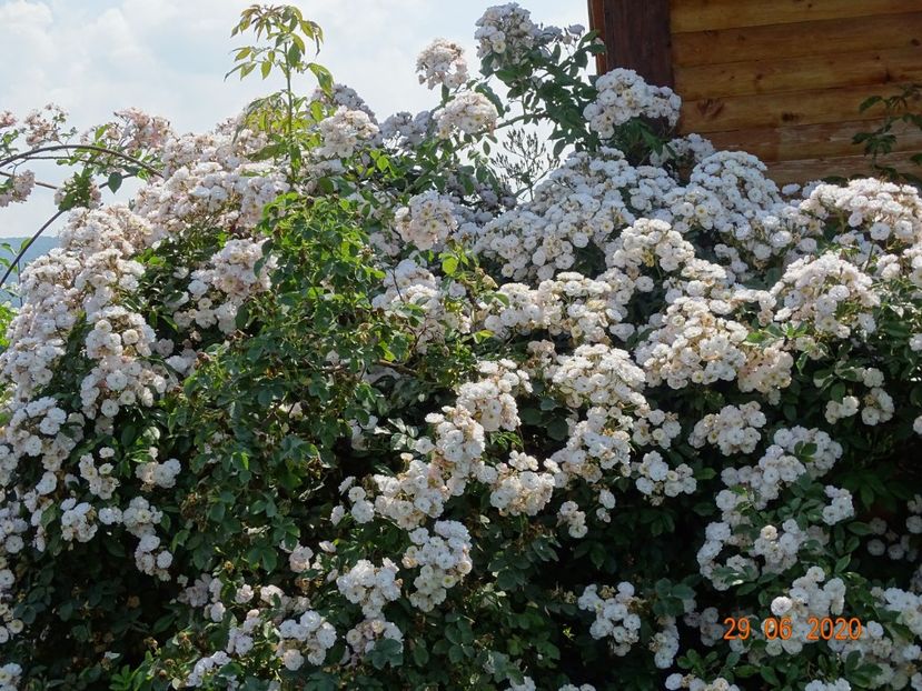 Dentelle de Malines - Trandafiri 2