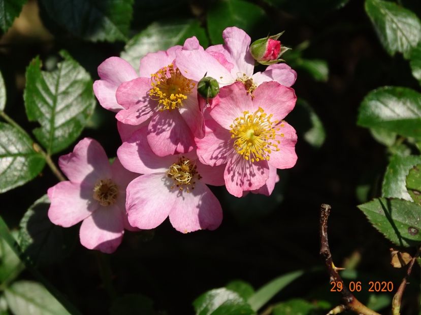 Juanita - Trandafiri 2