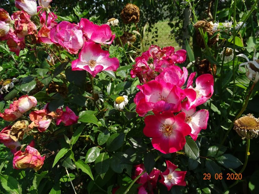 Bukavu - Trandafiri 2