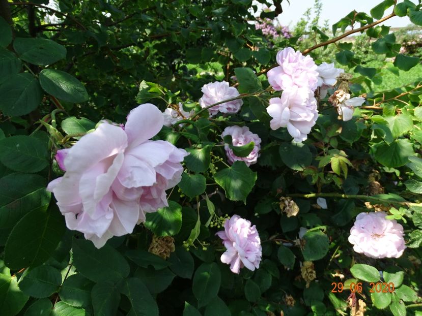 Fantin Latour - Trandafiri 2