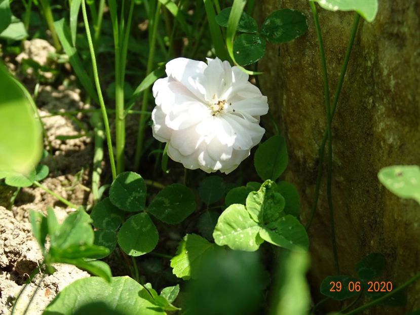 seedling - Trandafiri 2