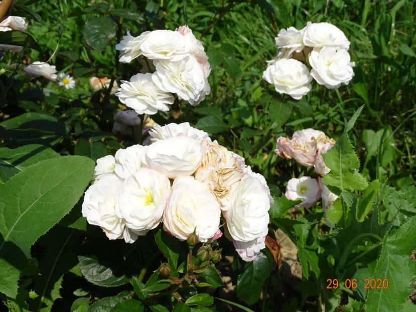 Bouquet Parfait - Trandafiri 2