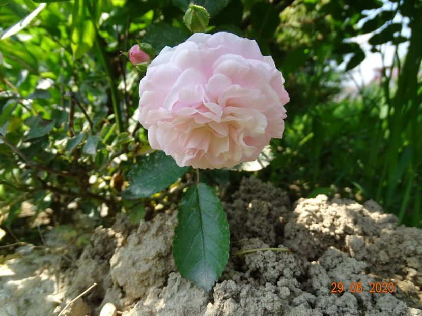 Pink Prosperity - Trandafiri 2