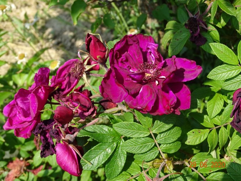 Rotes Phanomenon - Trandafiri 2