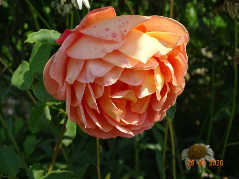 Lady of Shalott - Trandafiri 2