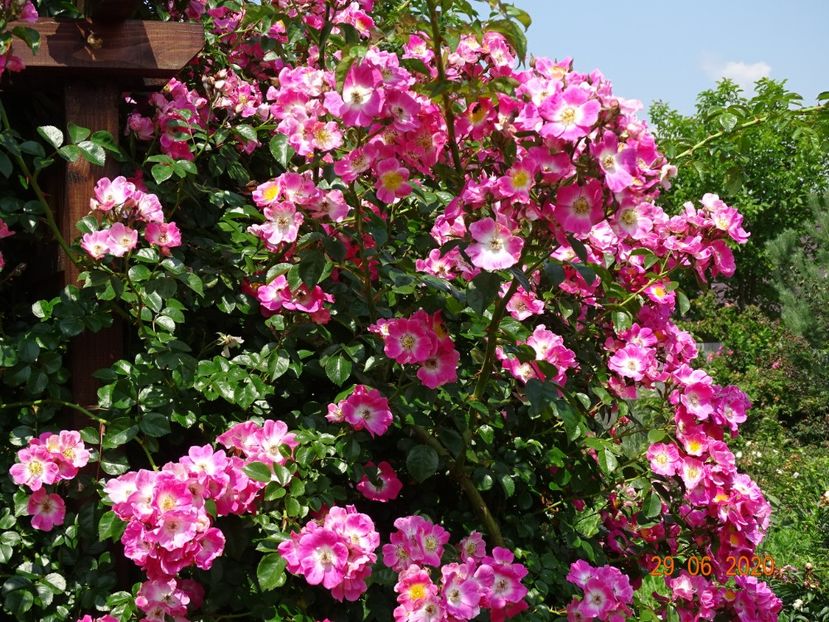 American Pillar - Trandafiri 2