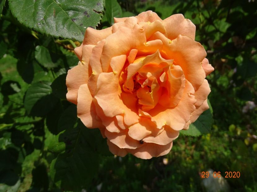 Polka - Trandafiri 2