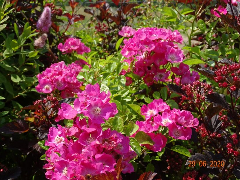seedling - Trandafiri 2