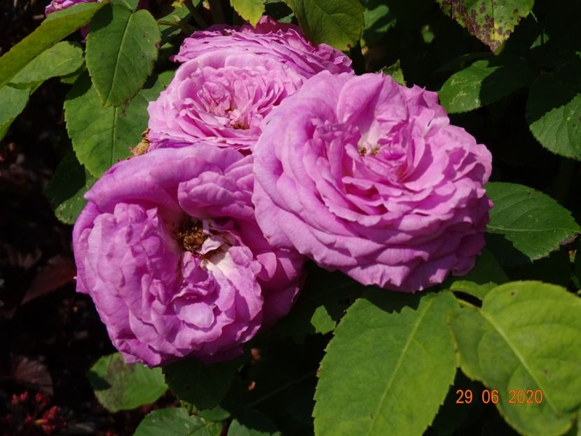Mme. Isaac Pereire - Trandafiri 2