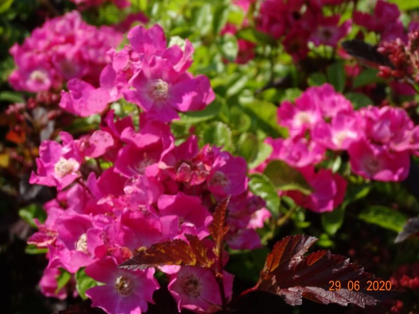 seedling - Trandafiri 2