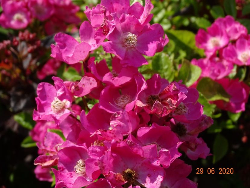 seedling - Trandafiri 2