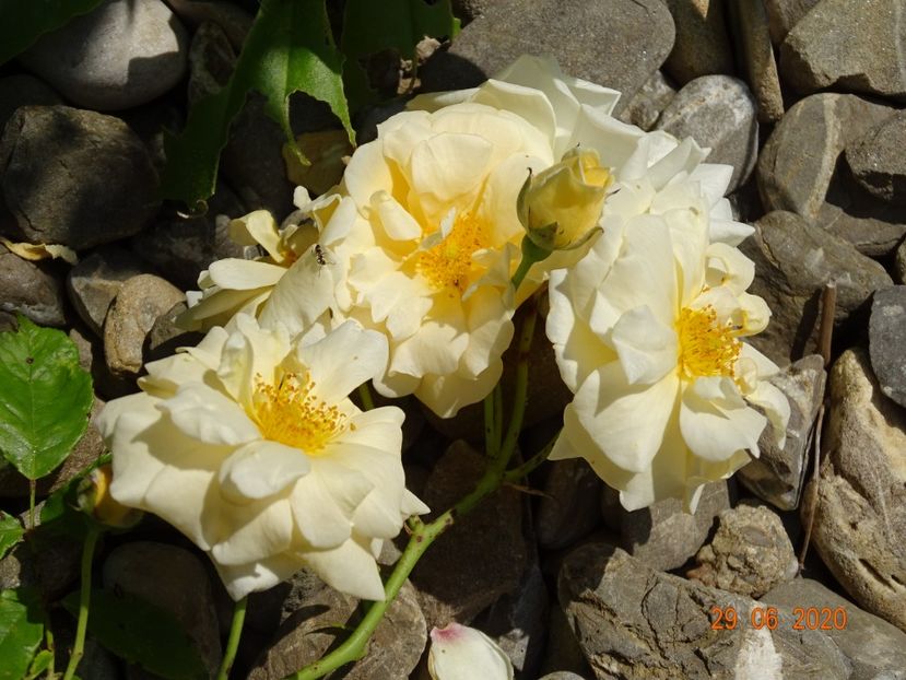 Danae - Trandafiri 2