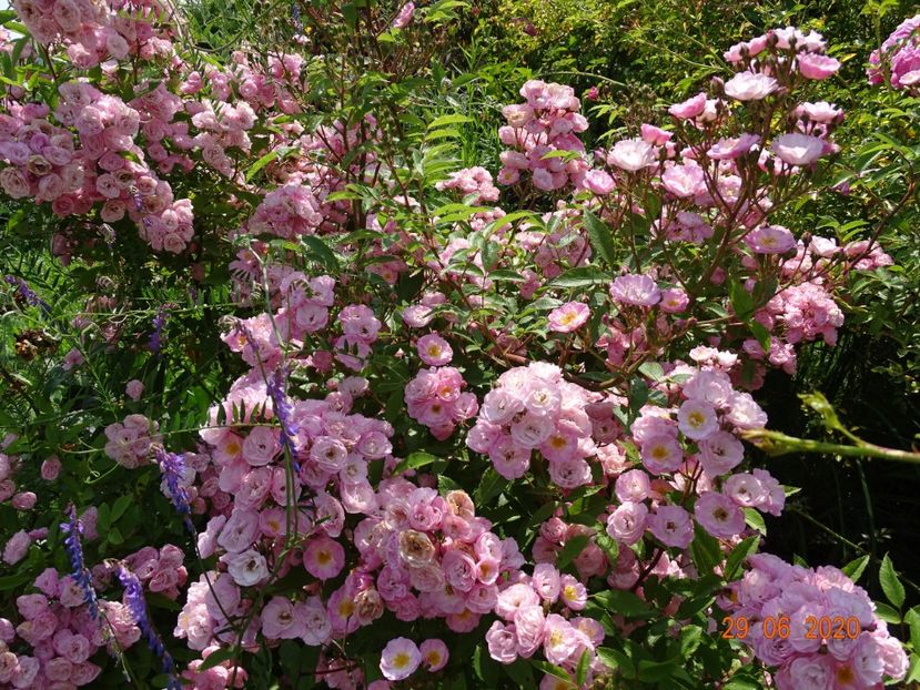 Heavenly Pink - Trandafiri 2