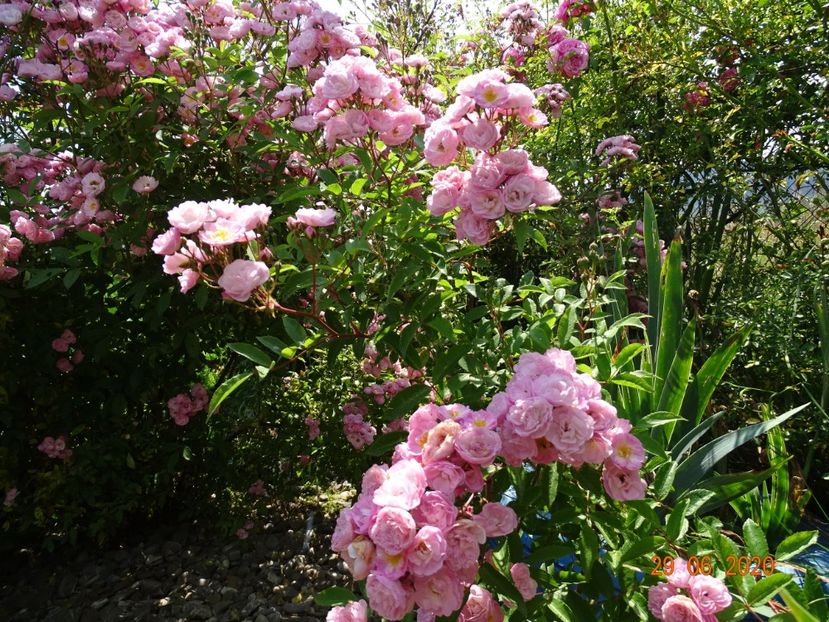 Heavenly Pink - Trandafiri 2
