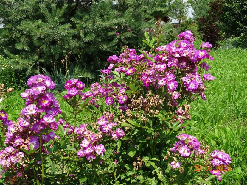 Lauren - Trandafiri 2