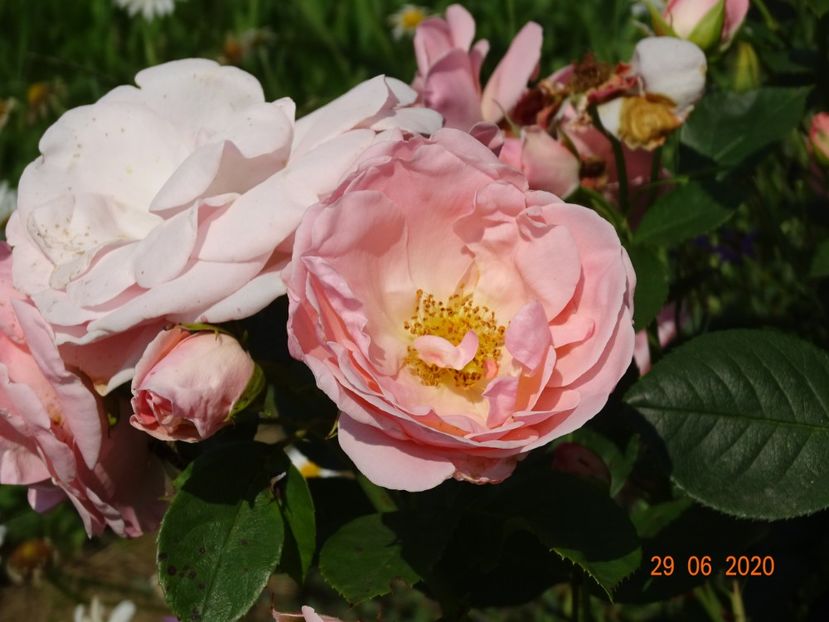 Astrid Lindgren - Trandafiri 2