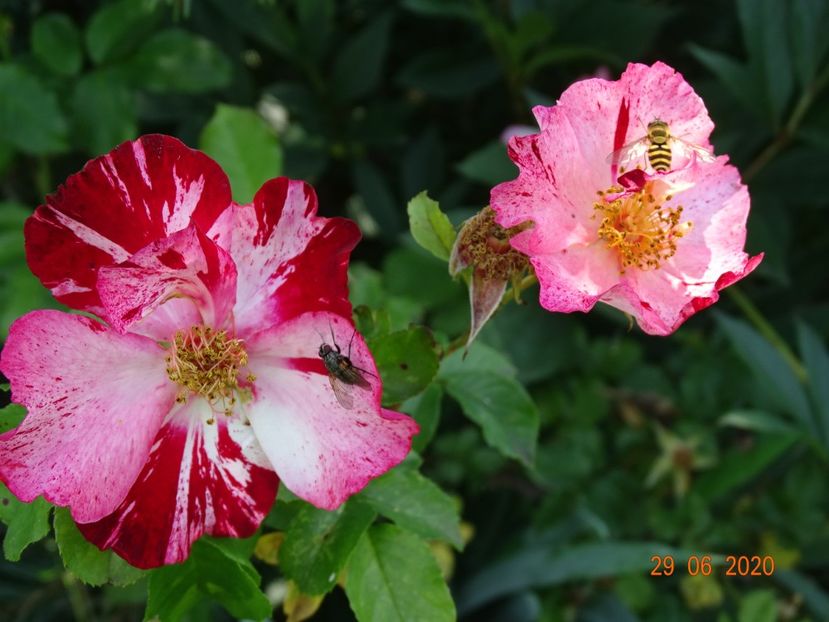 Fourth of July - Trandafiri 2